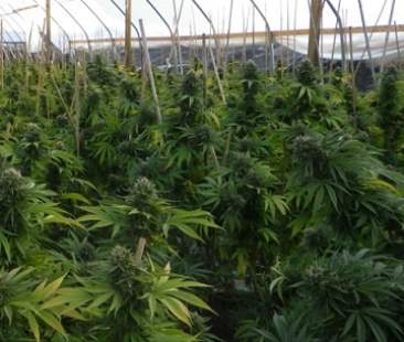 Vittoria: altre serre “drogate”, cannabis tra i peperoni