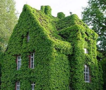 Una casa verde contro il caldo fa anche risparmiare in bolletta