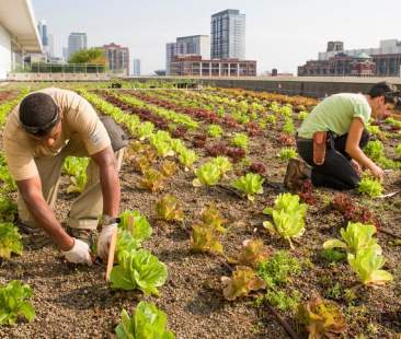 Italiani sempre più hobby farmers
