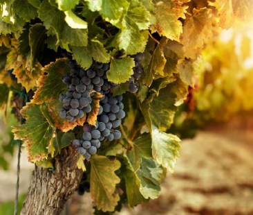 Vigneti, stanziati 30 mln per riconversione Vigneti, stanziati 30 mln per riconversione