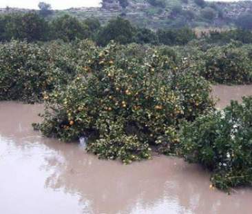 Calamità, agricoltori soccorsi da Ismea