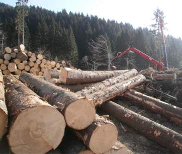 Boschi italiani, una risorsa rinnovabile da utilizzare per l’economia del Paese