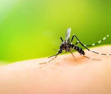 Con il caldo in arrivo le zanzare, i consigli per difendersi
