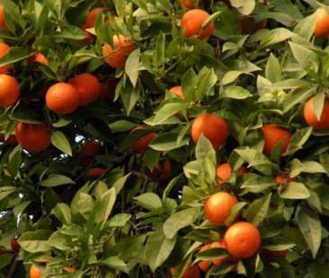 Agrumicoltura, primato siciliano insidiato dalla Spagna