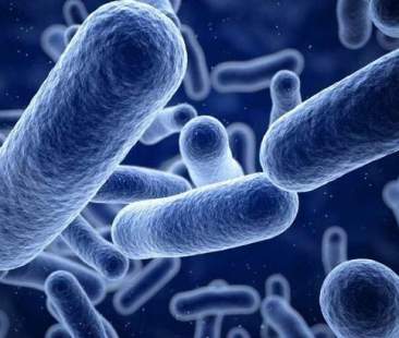 Listeria, il batterio che svuota i market
