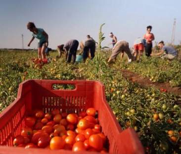Caporalato: dodici arresti e sequestri in varie province Caporalato: dodici arresti e sequestri in varie province