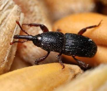 Infestati dagli “insetti della pasta”