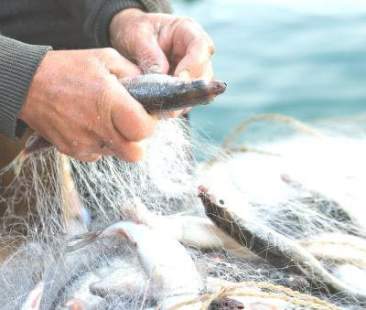 Fermo pesca 2018: ancora tutto tace