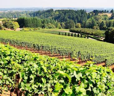 Sicilia, terra bruciata senza la spesa del Psr