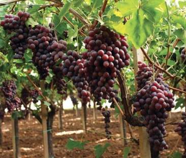 Colpo all’uva di qualità, a rischio il Mazzarrone Igp