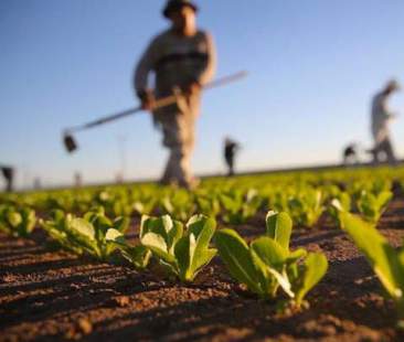 Sviluppo rurale, misura del Psr scoraggia le imprese Sviluppo rurale, misura del Psr scoraggia le imprese