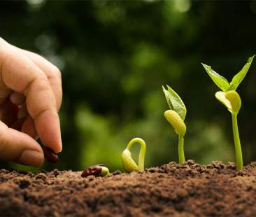 Coltivazioni bio, +71% in sette anni Coltivazioni bio, +71% in sette anni