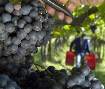 Vendemmia, l’Italia si conferma in cima al mondo