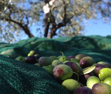 Olio: annata tremenda in Sicilia Olio: annata tremenda in Sicilia