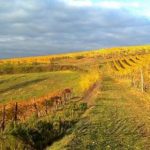 Una Politica agricola europea vicina alle Regioni