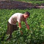 Giovani agricoltori, in partenza misure di sostegno