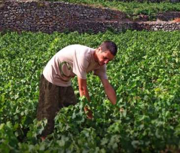 Giovani agricoltori, in partenza misure di sostegno