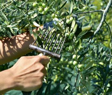 Olio, incognita produzione e prezzi in salita