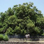 Alberi monumentali, 88 bellezze in Sicilia