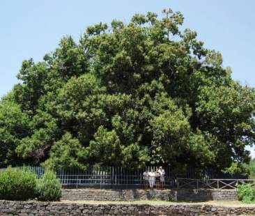 Alberi monumentali, 88 bellezze in Sicilia