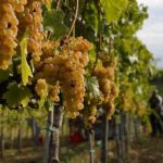 Vino: sulla produzione l’Italia batte Francia e Spagna