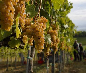 Vino: sulla produzione l’Italia batte Francia e Spagna