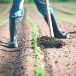 Denunce retributive e contributive lavoratori agricoli, ecco cosa cambia