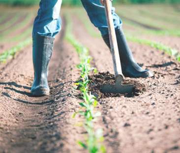 Denunce retributive e contributive lavoratori agricoli, ecco cosa cambia