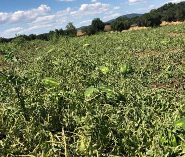 Danni all’agricoltura, in Sicilia la soluzione è in casa