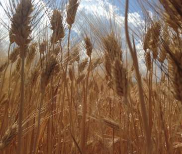 Frumento bio, produzione a rischio