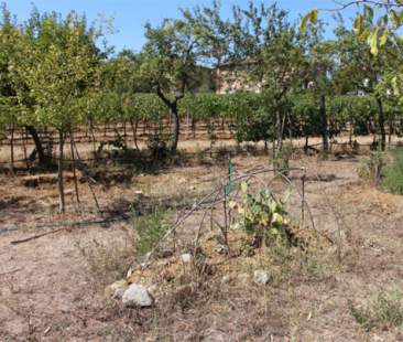 Politica e burocrazia falcidiano l’agricoltura