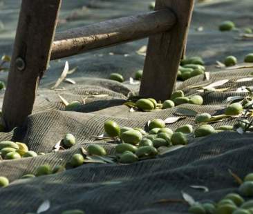 Olio extra vergine d’oliva, crollo della produzione