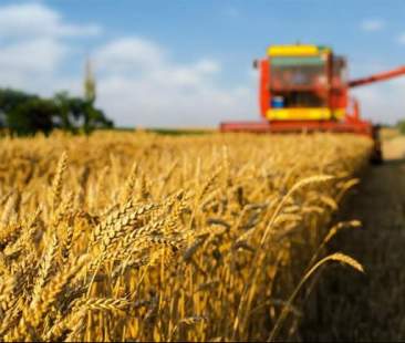 Allarme Confagricoltura per la produzione di frumento bio