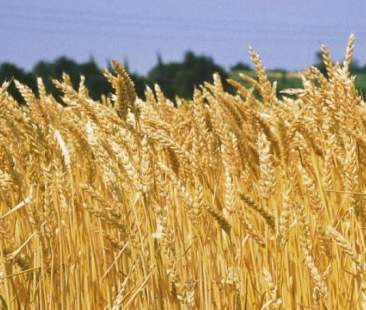 Frumento Bio da Roma l’ok alla rotazione. Scongiurato il pericolo di riduzione della produzione