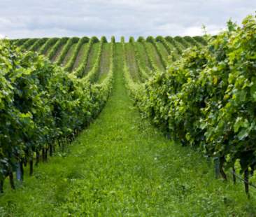 Riconversione vigneti, quasi in mille ammessi Riconversione vigneti, quasi in mille ammessi