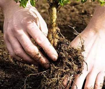 In Sicilia si torna a piantare gli alberi ma non si arresta il consumo di suolo