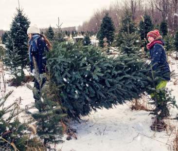 Contrordine festanti, Ispra: l’albero più ecologico è quello vero