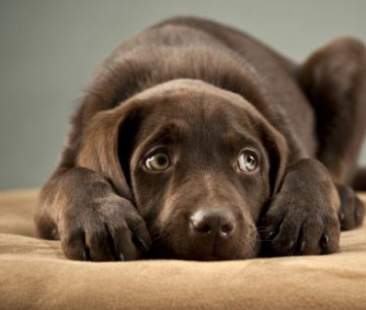 Capodanno, i consigli per superare la prova dei botti col proprio cane