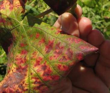 In Sicilia carenza di ispettori fitosanitari