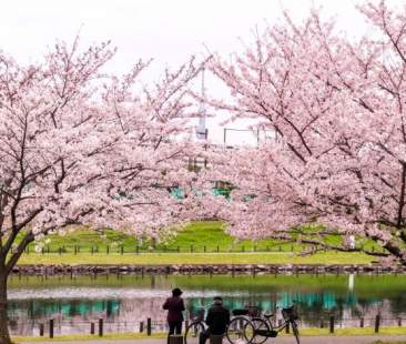 Dal Giappone alla Norvegia: dodici eventi per riscoprire la bellezza del pianeta Terra