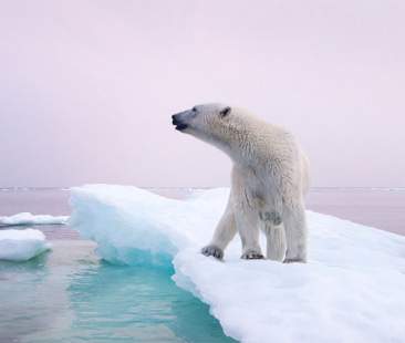 “Giù le mani dall’Antartico”, i rischi per l’equilibrio dell’ecosistema globale