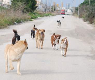 Randagismo, alla Sicilia va la maglia nera