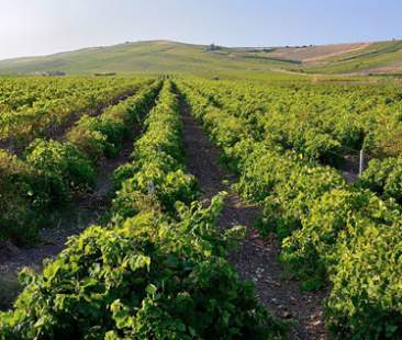 Trapani – Vitivinicoltura, l’allarme della Cia: “In provincia è crisi profonda” Trapani – Vitivinicoltura, l’allarme della Cia: “In provincia è crisi profonda”
