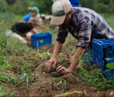 Denunce retributive e contributive dipendenti agricoli, rivoluzione rinviata