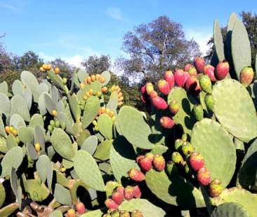 Sicilia: la tavola è ricca, ma il piatto piange