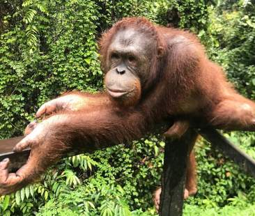 L’incontaminata natura della foresta del Borneo per scoprire il volto selvaggio del nostro pianeta