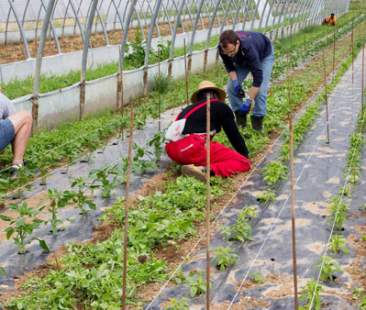 Agricoltori siciliani insoddisfatti della politica Agricoltori siciliani insoddisfatti della politica
