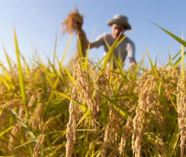 Pagamenti Agea in agricoltura, stilato il cronoprogramma