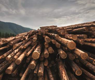 Legno risorsa infinita, in Sicilia va in cenere