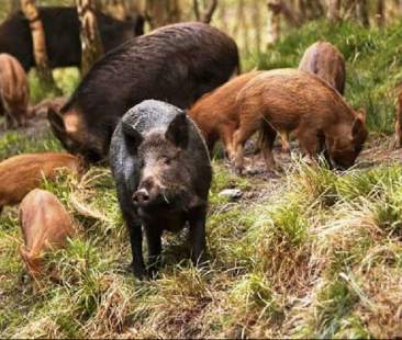 Cinghiali “pericolosi”: Regione non risponde dei danni